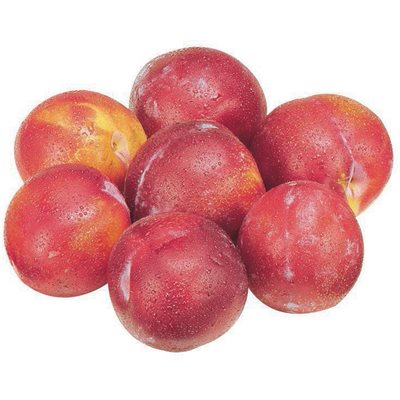 PLUM 907G 10 907.000G